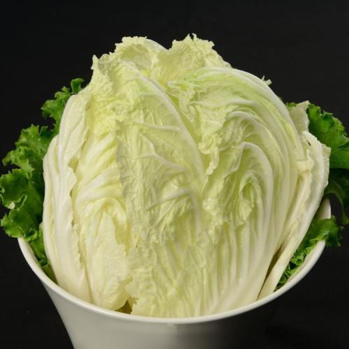 大白菜现在能种吗？最佳种植时间与技巧全解析插图2