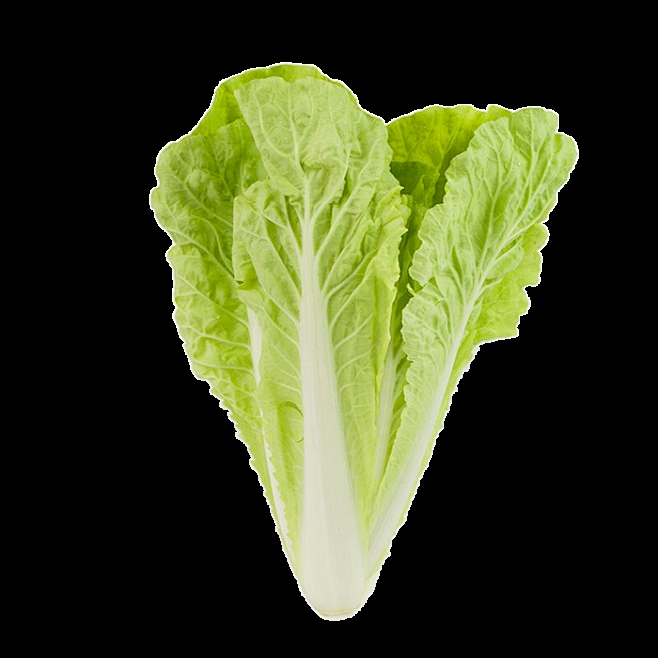 耐寒的白菜品种推荐:冬季也能丰收的优质选择插图1 耐寒的白菜品种推荐:冬季也能丰收的优质选择插图1