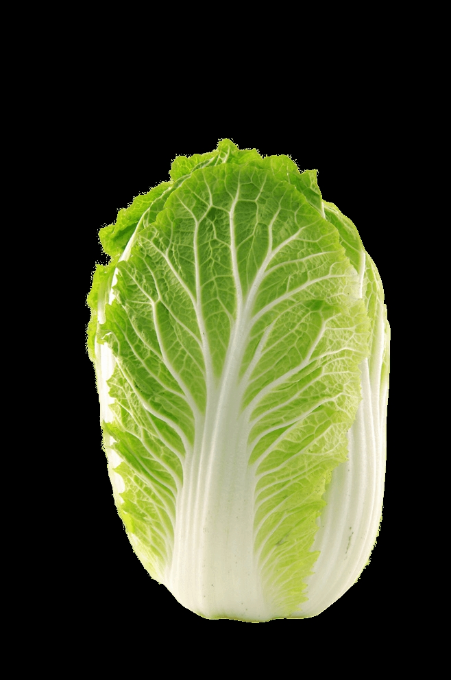 南方白菜种植时间指南:最佳播种期与高产技巧插图1 南方白菜种植时间指南:最佳播种期与高产技巧插图1