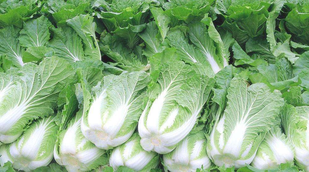 南方什么时候种白菜?最佳种植时间及技巧全解析-会东网