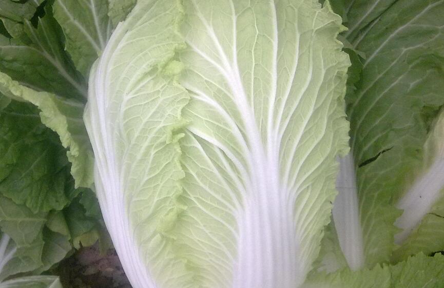 啥白菜种好?5大高产优质白菜品种推荐插图1 啥白菜种好?5大高产优质白菜品种推荐插图1