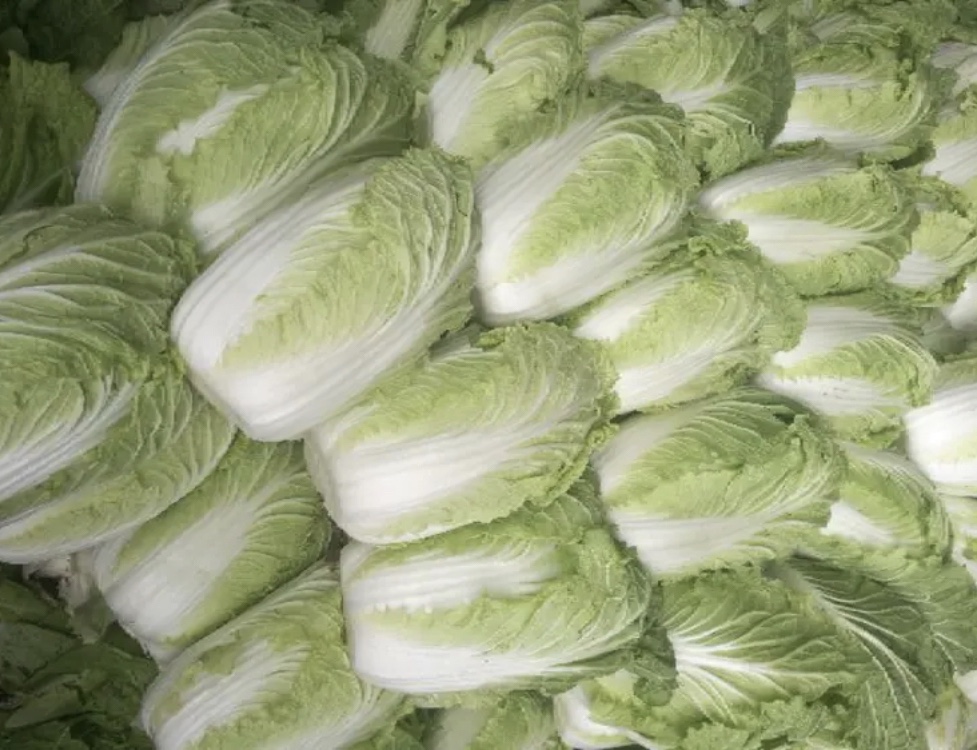 芽苗菜小白菜种植方法全解析:从选种到收获的完整指南-会东网