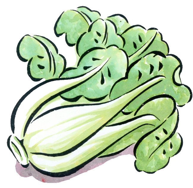 大白菜什么时候种?最佳种植时间及栽培技巧全解析插图2 大白菜什么时候种?最佳种植时间及栽培技巧全解析插图2