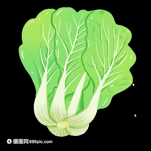 种植大白菜怎样施肥才产量高？5个关键施肥技巧大公开插图2