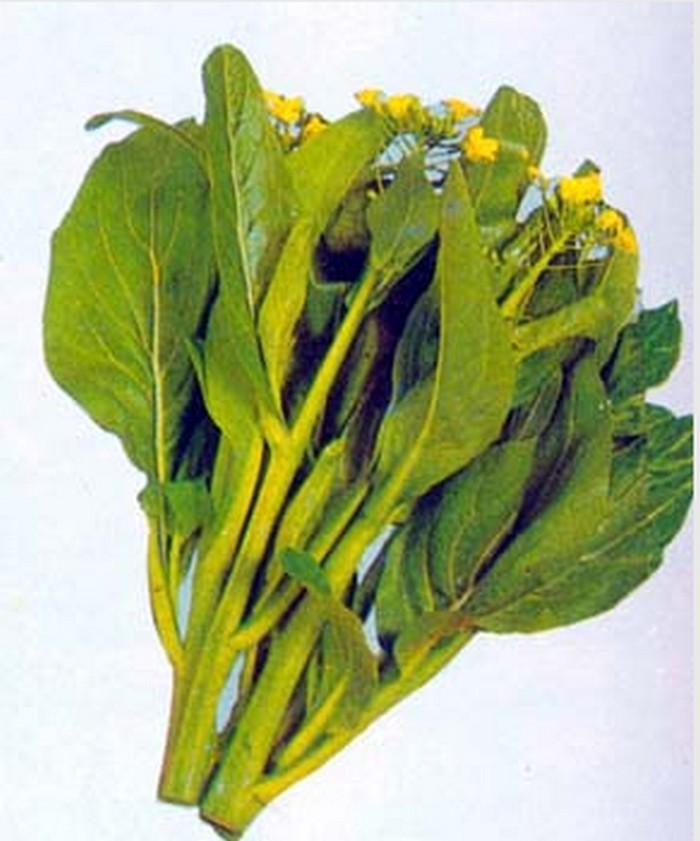 秋白菜的种植方法全攻略:从选种到收获的完整指南-会东网