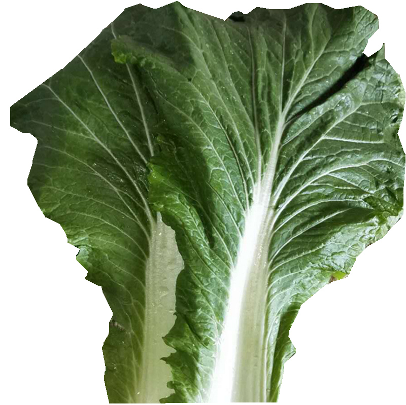 怎么播种白菜种子(白菜种子播种方法详解)插图2 怎么播种白菜种子(白菜种子播种方法详解)插图2