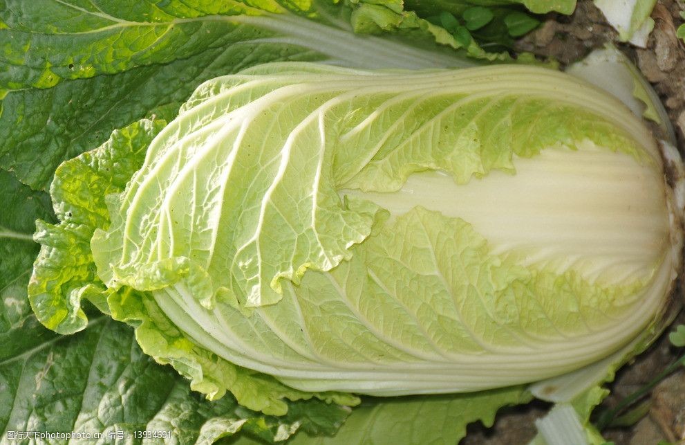 白菜什么季节种最好？最佳种植时间全解析-会东网