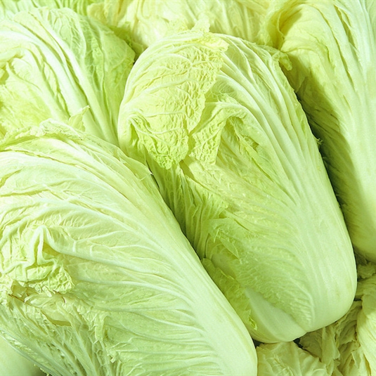 夏天种白菜需要遮阳网吗？夏季白菜遮阳全攻略插图1