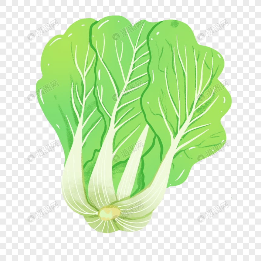 怎么种白菜(白菜种植技巧全解析)插图1 怎么种白菜(白菜种植技巧全解析)插图1