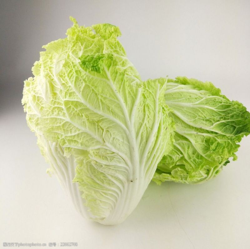 怎么种白菜(白菜种植技巧全解析)插图2 怎么种白菜(白菜种植技巧全解析)插图2