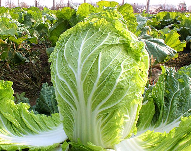 怎么种白菜出苗快一些?5个实用技巧让白菜3天发芽插图2 怎么种白菜出苗快一些?5个实用技巧让白菜3天发芽插图2