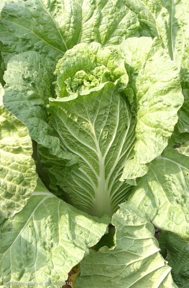 萝卜白菜几月份种最合适？最佳种植时间全解析插图2