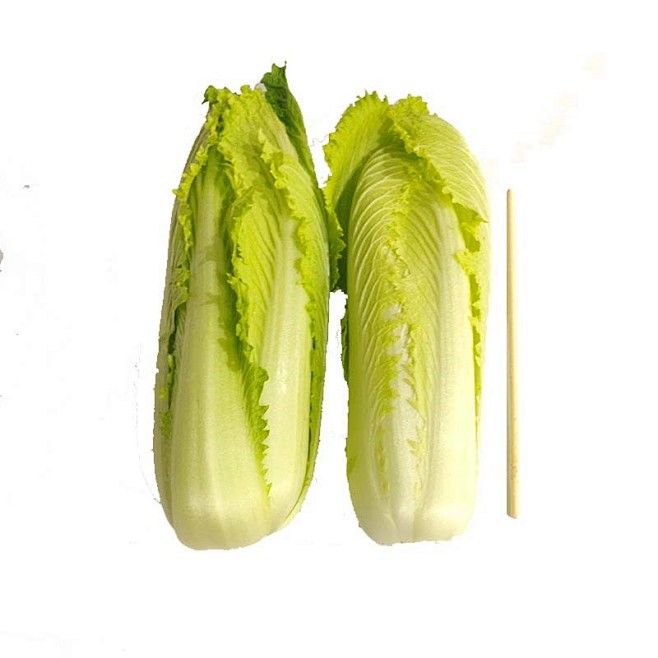 白菜最晚种植时间解析:抓住最后播种时机插图2 白菜最晚种植时间解析:抓住最后播种时机插图2