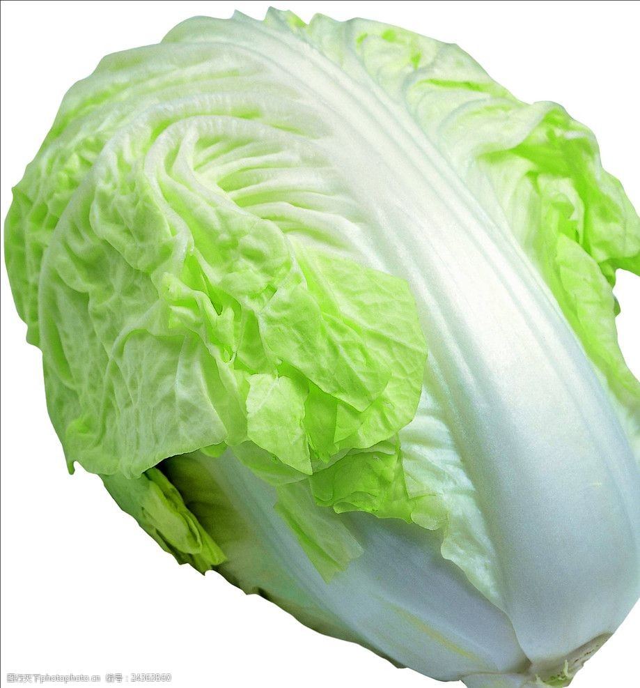 白菜有几种叫法?盘点白菜的10种别称及由来插图1 白菜有几种叫法?盘点白菜的10种别称及由来插图1