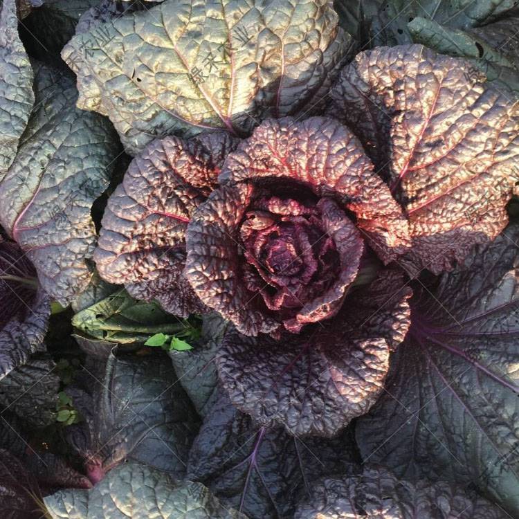 什么季节种白菜好?最佳种植时间与技巧全解析插图1 什么季节种白菜好?最佳种植时间与技巧全解析插图1