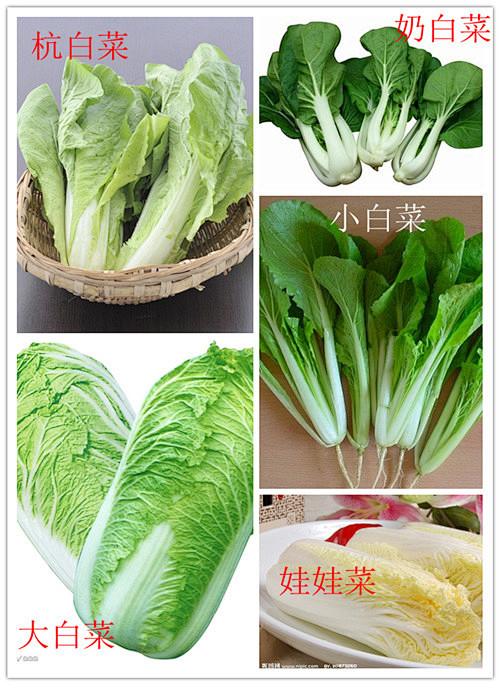 咋种白菜(白菜种植技巧全解析)插图1