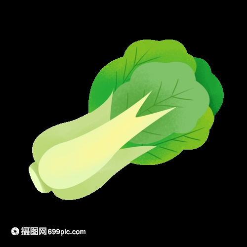 种大白菜怎么种好?5个关键步骤教你种出鲜嫩大白菜插图1 种大白菜怎么种好?5个关键步骤教你种出鲜嫩大白菜插图1