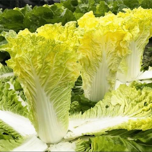 什么时间种植大白菜最合适？最佳种植季节全解析插图2