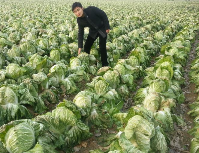 娃娃菜是白菜的一种吗？揭秘两者区别与联系插图2