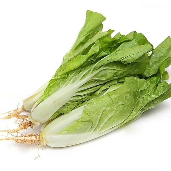 黑龙江几号种秋白菜最佳?秋白菜种植时间全攻略插图 黑龙江几号种秋白菜最佳?秋白菜种植时间全攻略插图