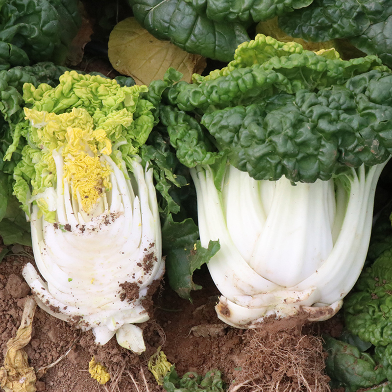 种白菜用什么肥最好？5种高效肥料推荐与使用技巧插图1