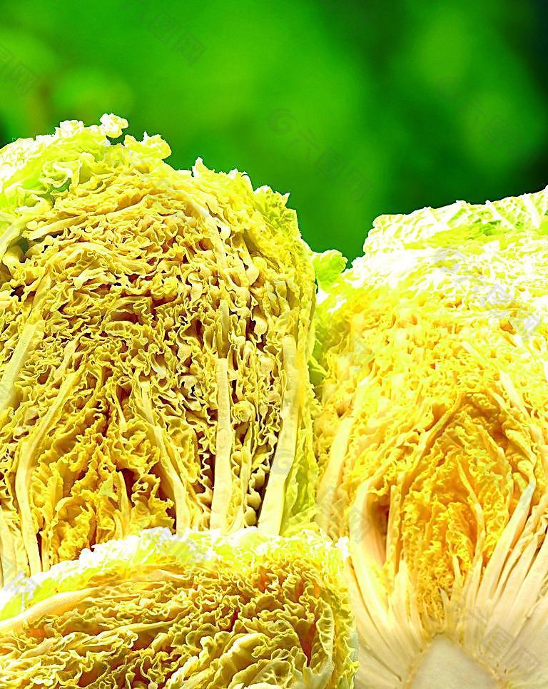 白菜茬可以种西瓜吗?轮作种植技巧大揭秘插图1 白菜茬可以种西瓜吗?轮作种植技巧大揭秘插图1