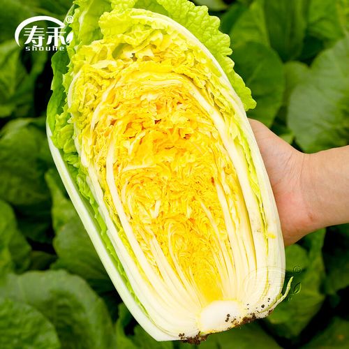 冬天能种白菜吗(冬季白菜种植全攻略)插图1 冬天能种白菜吗(冬季白菜种植全攻略)插图1