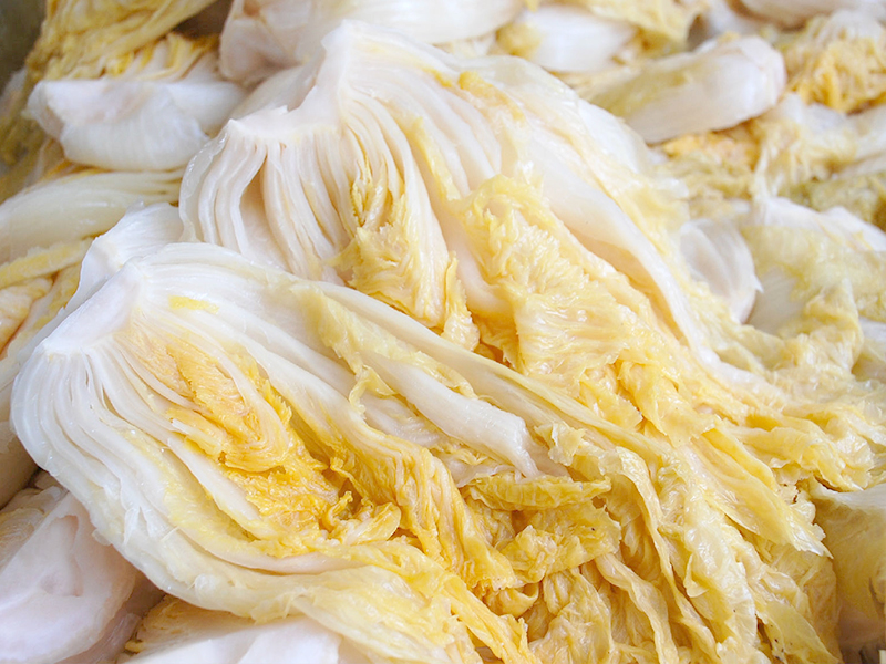 包心大白菜什么时候种?最佳种植时间及技巧全解析插图1 包心大白菜什么时候种?最佳种植时间及技巧全解析插图1