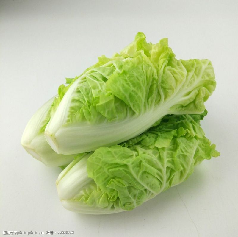 大白菜是怎么种出来的?从选种到收获的完整种植指南插图1 大白菜是怎么种出来的?从选种到收获的完整种植指南插图1