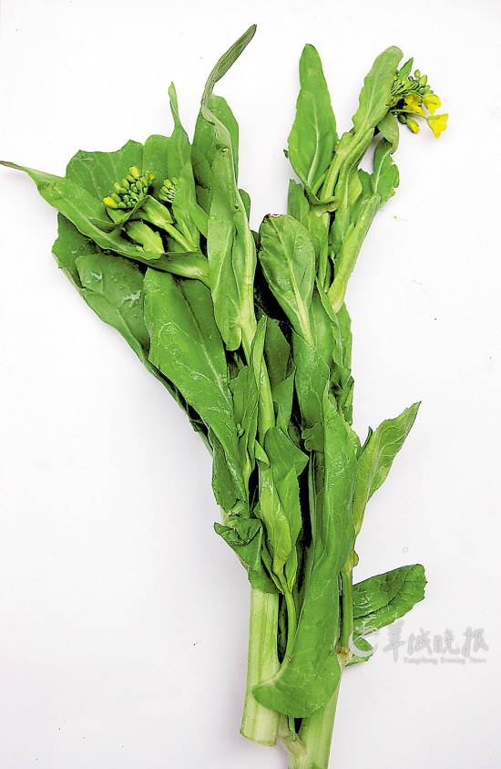 如何种大白菜种子:从选种到收获的完整种植指南插图1 如何种大白菜种子:从选种到收获的完整种植指南插图1