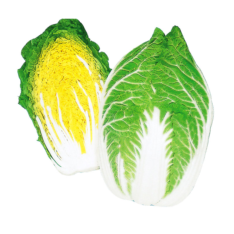 种白菜是什么季节？最佳种植时间与技巧全解析插图1