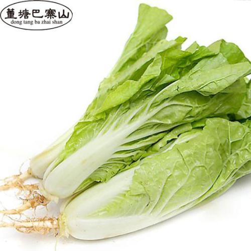 怎么播种白菜种子(白菜种子播种方法详解)-会东网