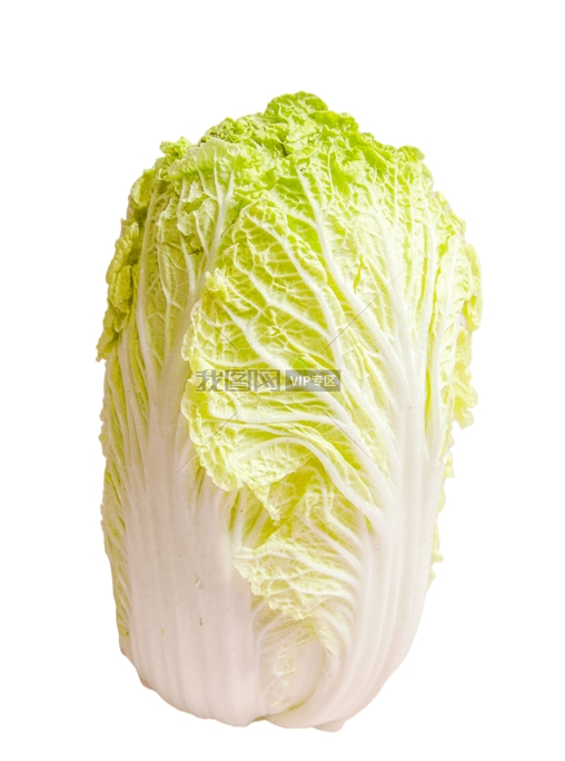 七月份种白菜可以不？最佳种植时间与技巧全解析插图2