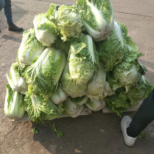 白菜种早了怎么办？菜农必看的补救措施与预防方法插图1