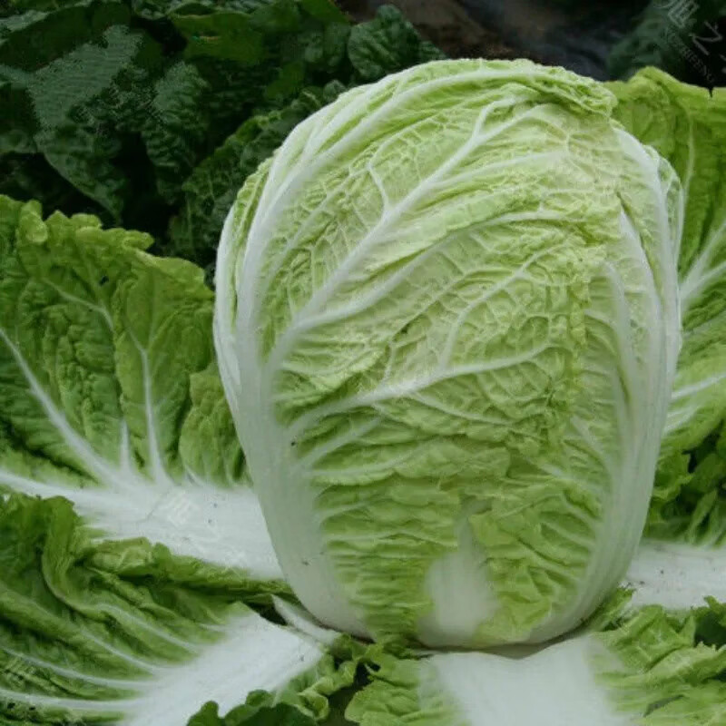 怎么种白菜出苗快一些?5个实用技巧让白菜3天发芽插图1 怎么种白菜出苗快一些?5个实用技巧让白菜3天发芽插图1