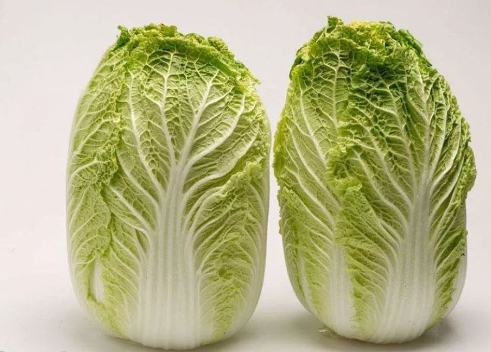 白菜苔的种植时间和方法详解:从播种到收获的全流程指南插图2 白菜苔的种植时间和方法详解:从播种到收获的全流程指南插图2