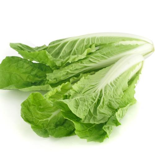 今年什么时间种白菜最佳?2024年白菜种植时间全攻略插图1 今年什么时间种白菜最佳?2024年白菜种植时间全攻略插图1