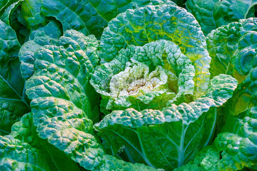 种大白菜底肥用什么肥好？5种最佳底肥推荐及使用方法插图2