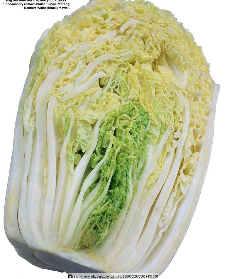 萝卜白菜怎么种？新手必看的种植技巧大全插图1