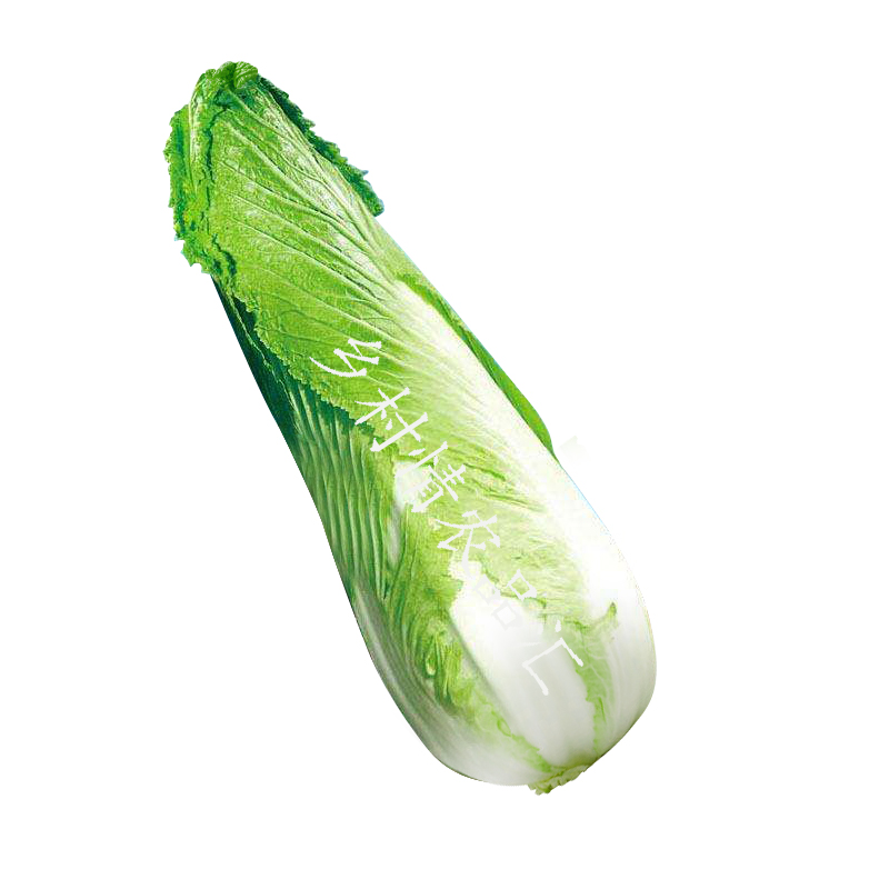 种大白菜行距株距是多少?最全种植间距指南插图2 种大白菜行距株距是多少?最全种植间距指南插图2