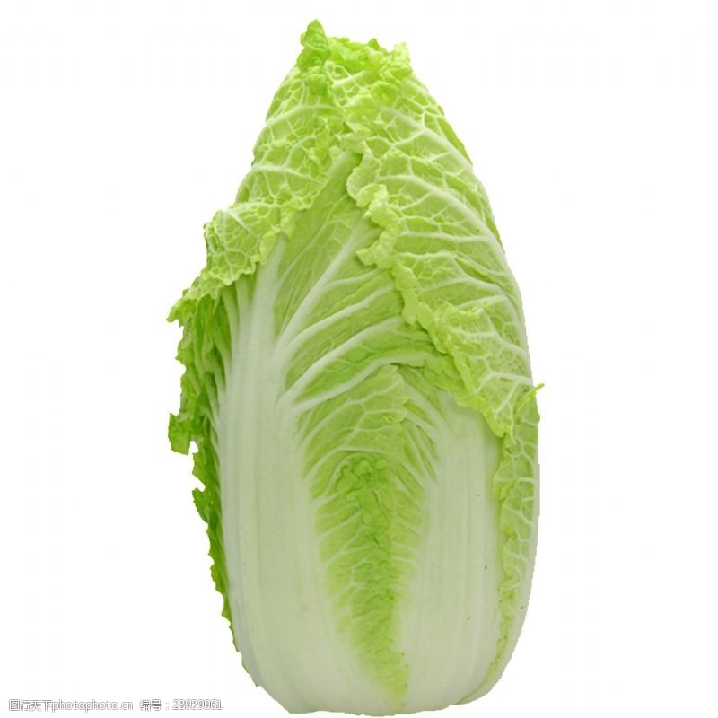 白菜啥时种最合适？最佳种植时间全解析插图2