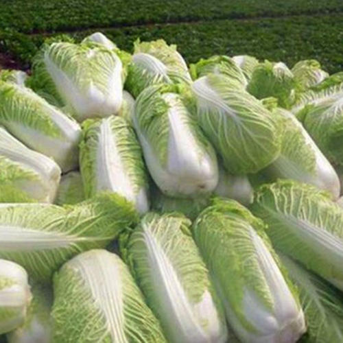 种大白菜多远一颗?专家教你科学种植间距插图1 种大白菜多远一颗?专家教你科学种植间距插图1