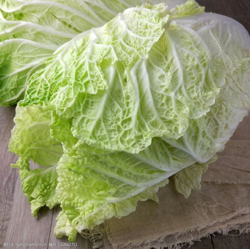 大白菜什么时候种什么时候收?最佳种植与收获时间全解析插图2 大白菜什么时候种什么时候收?最佳种植与收获时间全解析插图2