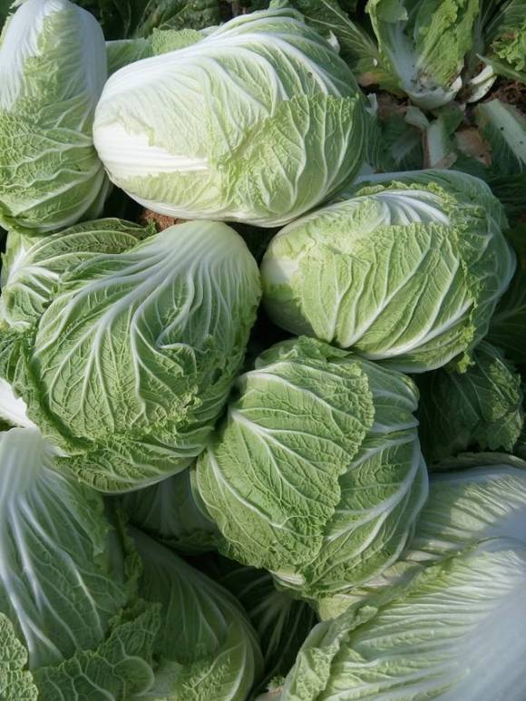 包心白菜的种植方法和时间全攻略：从播种到收获的完整指南插图1