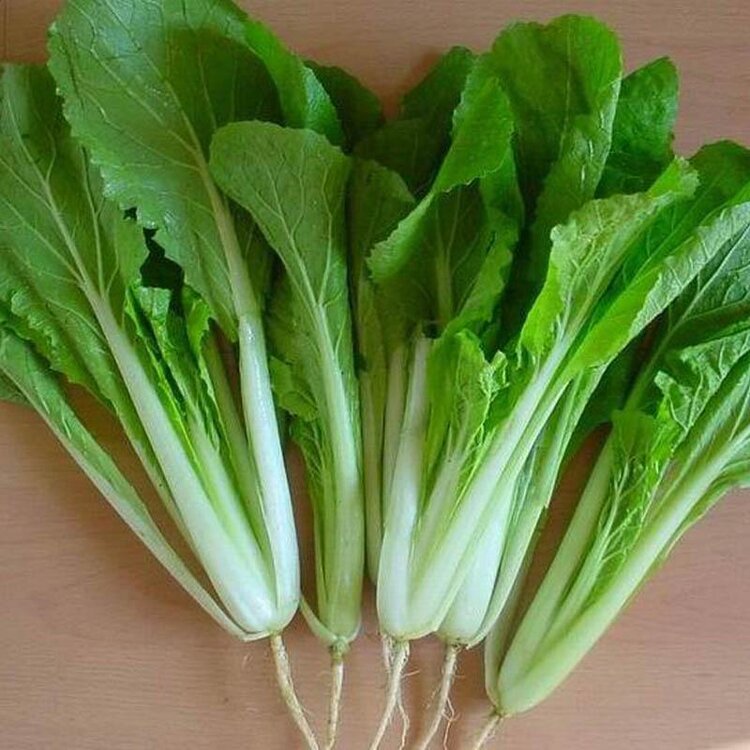 长白菜几月份种最合适?长白菜最佳种植时间全解析插图2 长白菜几月份种最合适?长白菜最佳种植时间全解析插图2