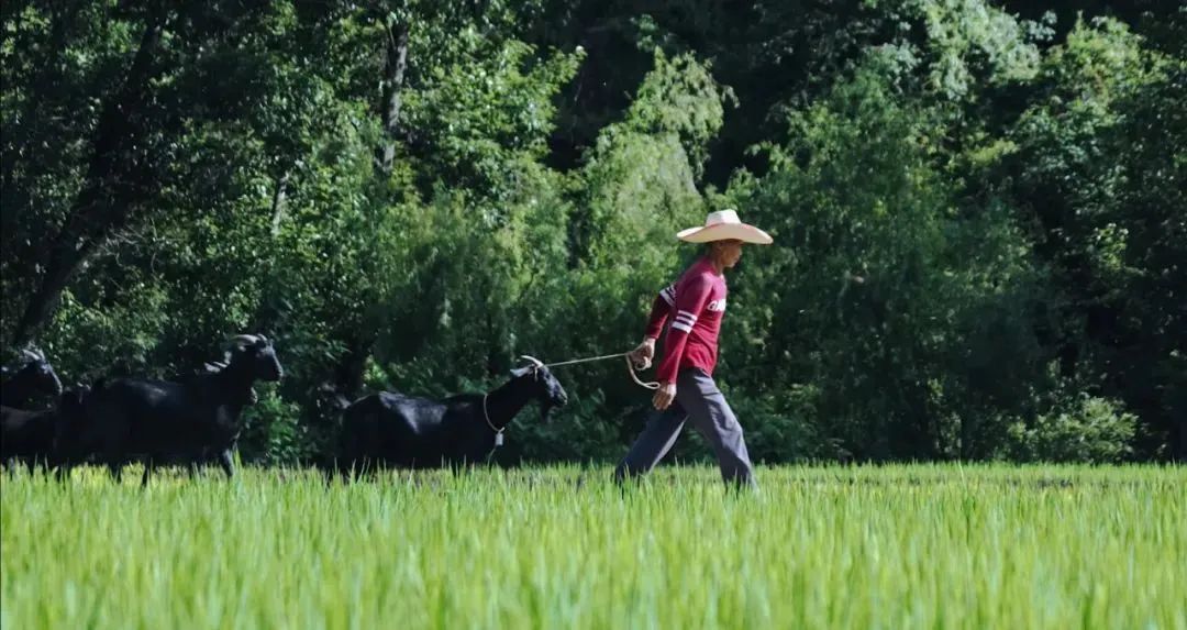 2025姜州火把节:摩登集市嗨翻湿漉漉夏天!插图4 2025姜州火把节:摩登集市嗨翻湿漉漉夏天!插图4