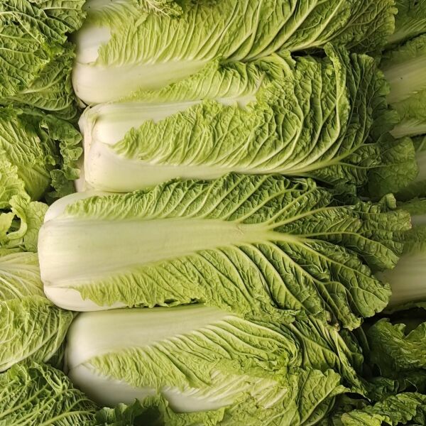 铁甲16白菜种价格多少(铁甲16白菜种选购指南)-会东网