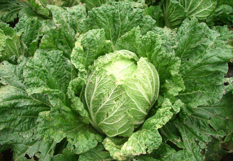 奶油白菜种植方法详解：从选种到采收的完整指南插图2