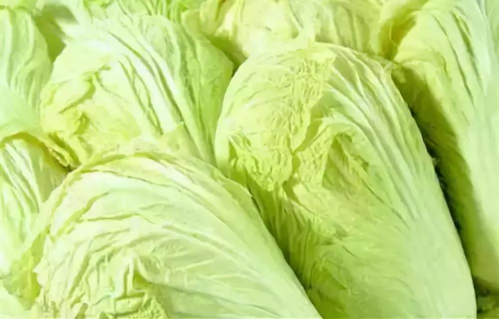 白菜的分类有几种？全面解析白菜品种及特点插图1
