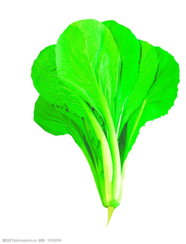 种白菜用什么底肥好？5种最佳底肥推荐与使用技巧插图1